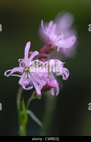 Lychnis flos-cuculi, Ragged robin Banque D'Images
