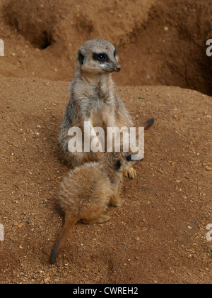 Slender-Tailed, Suricates Suricata suricata Banque D'Images