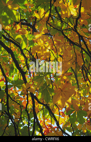 Aesculus hippocastanum, marronnier Banque D'Images