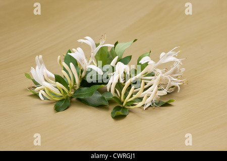 Chèvrefeuille (Lonicera japonica ) fleurs sur fond vert Banque D'Images