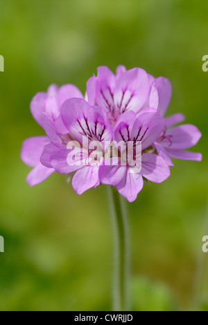 Pelargonium capitatum, Pelargonium Banque D'Images