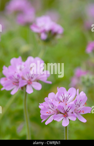 Pelargonium capitatum, Pelargonium Banque D'Images