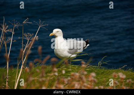 Larus argentatus, European Herring Gull mouette. Banque D'Images