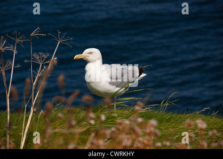 Larus argentatus, European Herring Gull mouette. Banque D'Images