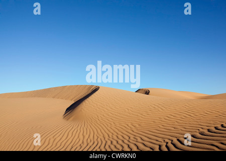 Dunes de sable du désert du Sahara avec ciel bleu clair à l'Erg Lihoudi, M'hamid, Maroc. Banque D'Images