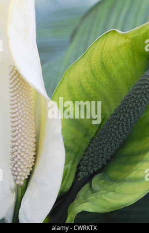 Spathiphyllum wallisii, Paix lily Banque D'Images