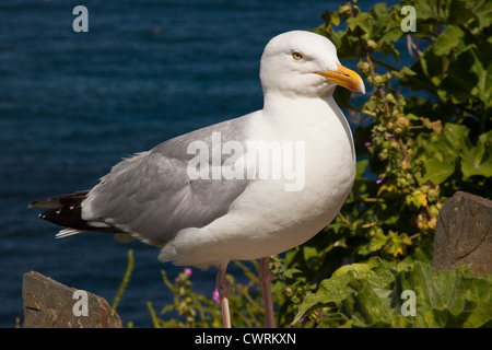 Larus argentatus, European Herring Gull mouette. Banque D'Images