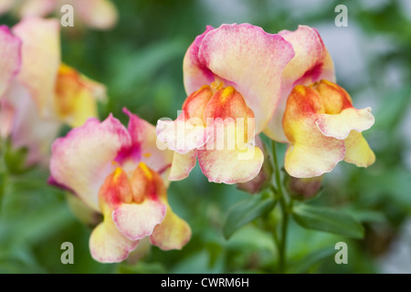 Anthidora Antirrhinum 'Yellow'. Muflier commun dans une fleur frontière. Banque D'Images