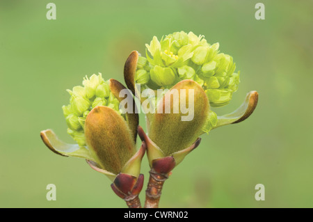 Acer platanoides palmatifidum, érable, érable de Norvège Banque D'Images