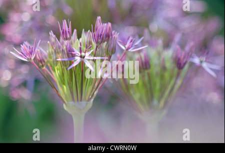 L'Allium cristophii, Étoile de Perse, Purple Star sur une fleur fleurs en forme de tête d'un oignon ornemental. Banque D'Images