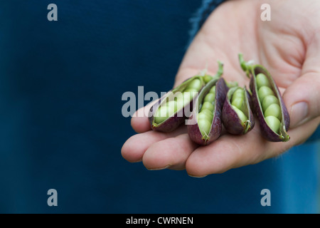 Pisum sativum. Hand holding Purple gousses gousses de pois Pois montrant Banque D'Images