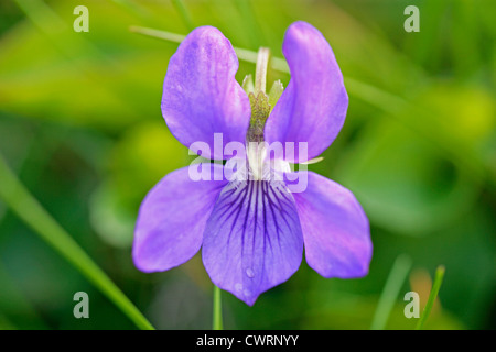 Viola odorata, violette, violette odorante Banque D'Images