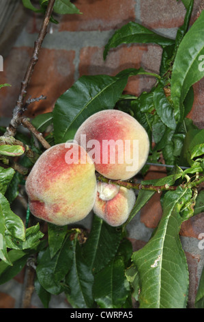 Le Pêcher Prunus persica (Rosacées) Banque D'Images