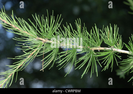 Western mélèze Larix occidentalis (Pinaceae) Banque D'Images