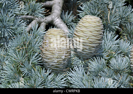 Blue Cèdre de l'Atlas Cedrus atlantica var. glauca Banque D'Images