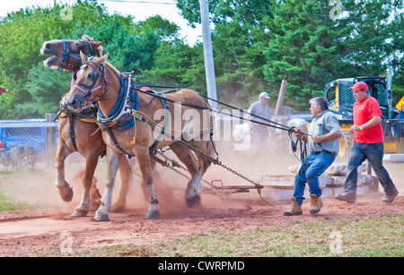 Le cheval tirer sur concours à l'Exposition agricole d'Évangéline et Festival acadien de l'Île du Prince Édouard, Canada. Banque D'Images