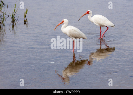 Réflexions de l'American White Ibis, Eudocimus albus, dans les marais côtiers de l'île South Padre, Texas. Banque D'Images