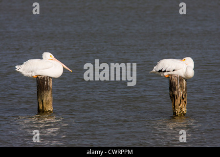Une paire de pélicans blancs américains, Pelecanus erythrorhynchos, se reposant au soleil près de la digue de Texas City, Texas City, Texas. Banque D'Images