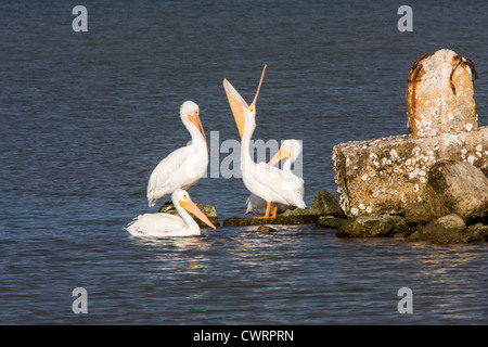 Pélicans blancs américains, Pelecanus erythrorhynchos, pêche près de la digue de Texas City, Texas City, Texas. Banque D'Images