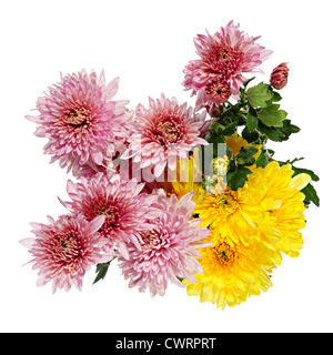 Bouquet de fleurs d'automne. Chrysanthèmes sur un fond blanc Banque D'Images