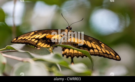 Papillon géant à queue de cygne (Papilio créphontes). Banque D'Images