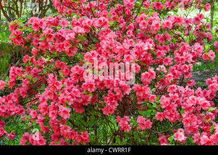 Scène de jardin à Azalea surplombent le jardin début avril à Jardins Callaway en Géorgie Banque D'Images