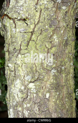 Plymouth Poire Pyrus cordata (Rosacées) Banque D'Images