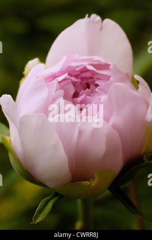 Paeonia, pivoine Banque D'Images