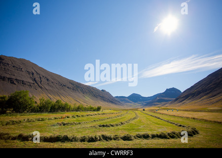 Campagne de l'Islande, région Westfjords, Europe Banque D'Images
