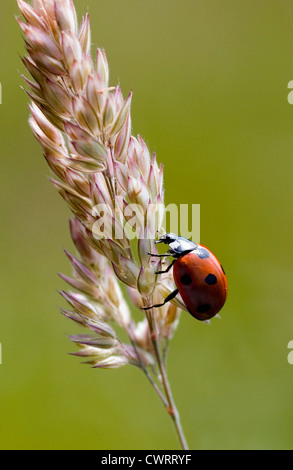 Coccinelle grimper une tige d'herbe Banque D'Images