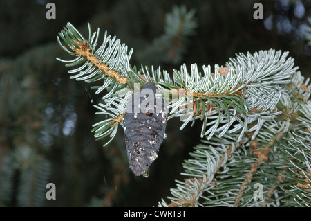 Epicéa Picea omorika serbe (Pinaceae) Banque D'Images