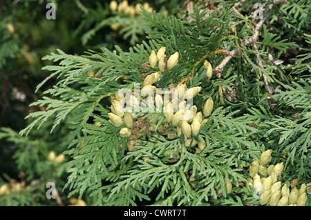 Cèdre blanc du Nord Thuja occidentalis (Cupressaceae) Banque D'Images