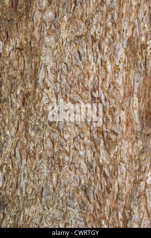 Wellingtonia (séquoia géant (Sequoiadendron giganteum) Taxodiaceae) Banque D'Images