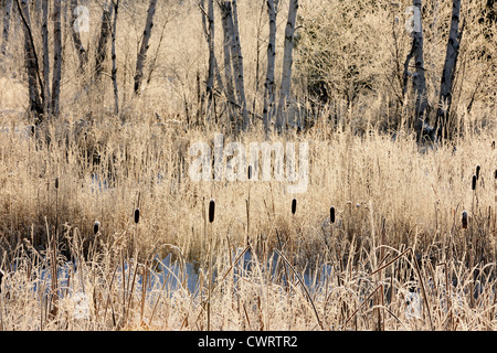 Le givre sur les quenouilles au bord de la forêt, le Grand Sudbury, Ontario, Canada Banque D'Images