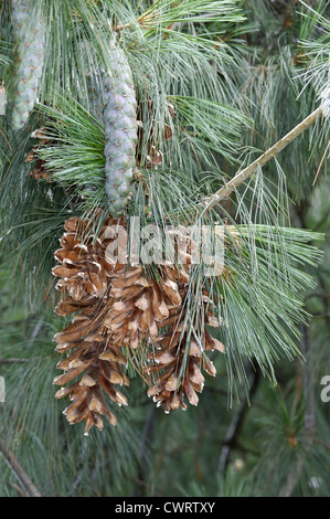 Bhutan pine Pinus wallichiana (Pinaceae) Banque D'Images