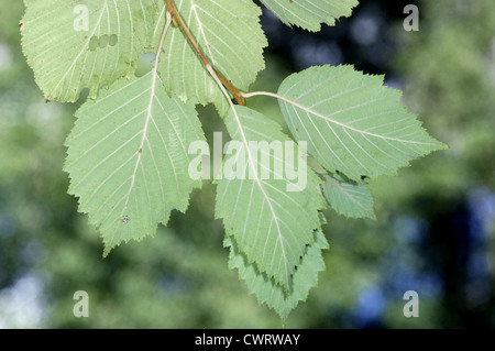 Alnus incana aulne gris (Betulaceae) Banque D'Images