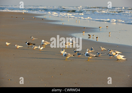 Plage de sable sur le rivage de repos, Anastasia State Park, Saint Augustine, Floride, USA Banque D'Images