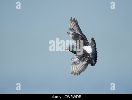 Feral/Pigeon en vol Banque D'Images