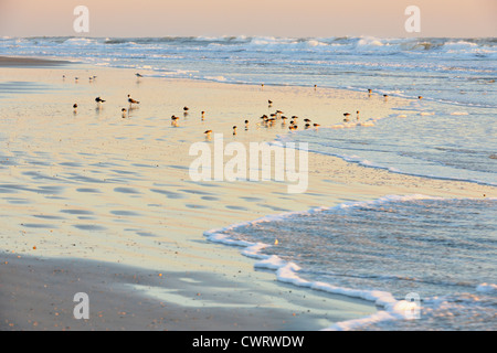 Plage de sable sur le rivage de repos, Anastasia State Park, Saint Augustine, Floride, USA Banque D'Images