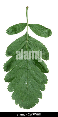 Le Service suédois-arbre Sorbus hybrida (Rosacées) Banque D'Images