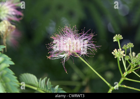 Siris rose Albizia julibrissin (Fabaceae) Banque D'Images
