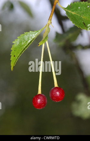 Cerisier nain (Griottier) Prunus cerasus (Rosacées) Banque D'Images