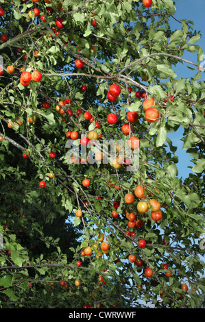 Cherry Plum Prunus cerasifera Rosaceae Banque D'Images