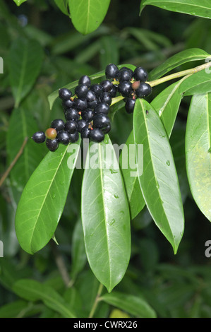 Cherry Laurel Prunus laurocerasus Rosaceae Banque D'Images