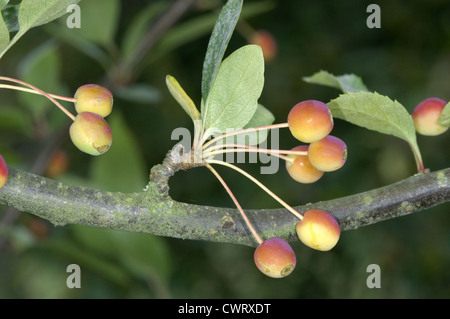 Crabe japonais Malus floribunda (Rosaceae) Banque D'Images