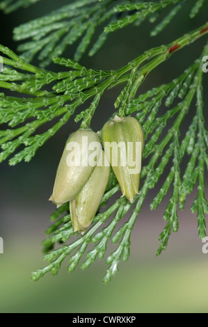 Le Cèdre à encens Calocedrus decurrens (Cupressaceae) Banque D'Images