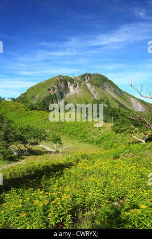 Ligulaire dentata et Mt. Nikko Shirane à Fukuoka, Japon Banque D'Images