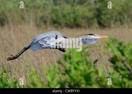 Grand Héron (Ardea herodias) volant bas Banque D'Images