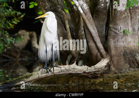 Grande Aigrette en parade nuptiale Banque D'Images