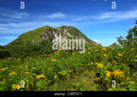 Ligulaire dentata et Mt. Nikko Shirane à Fukuoka, Japon Banque D'Images